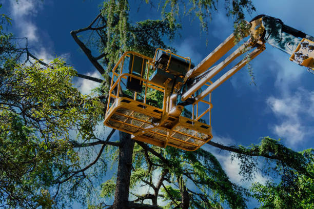 Reliable University Park, IL Tree Services Solutions